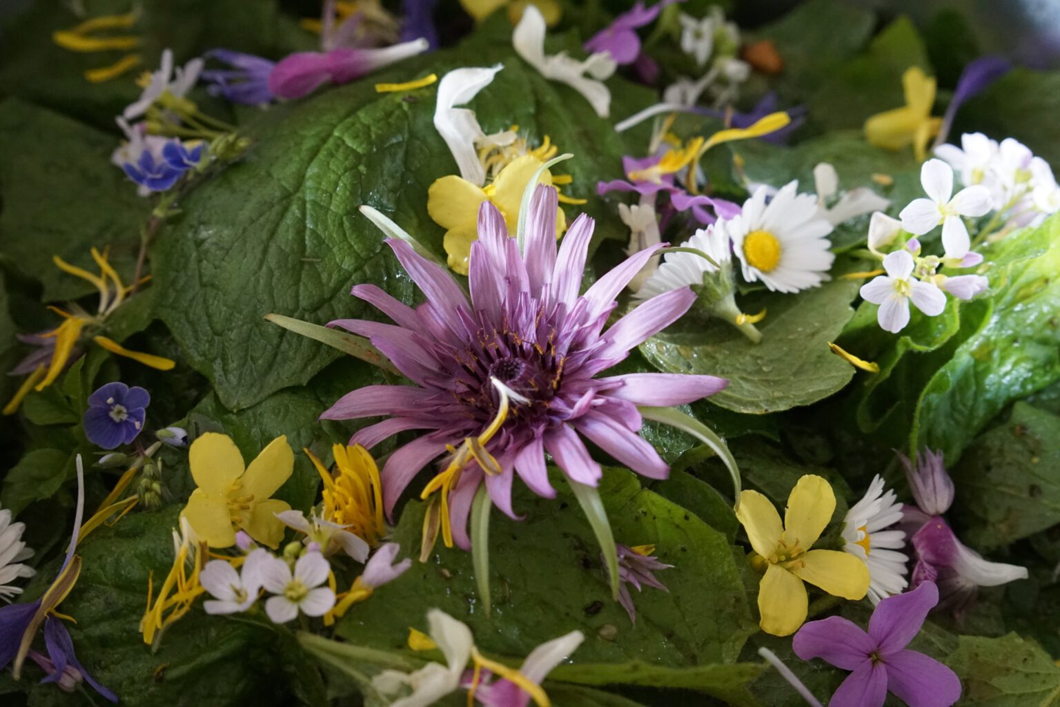 wild zubereitet - Wildpflanzenliebe