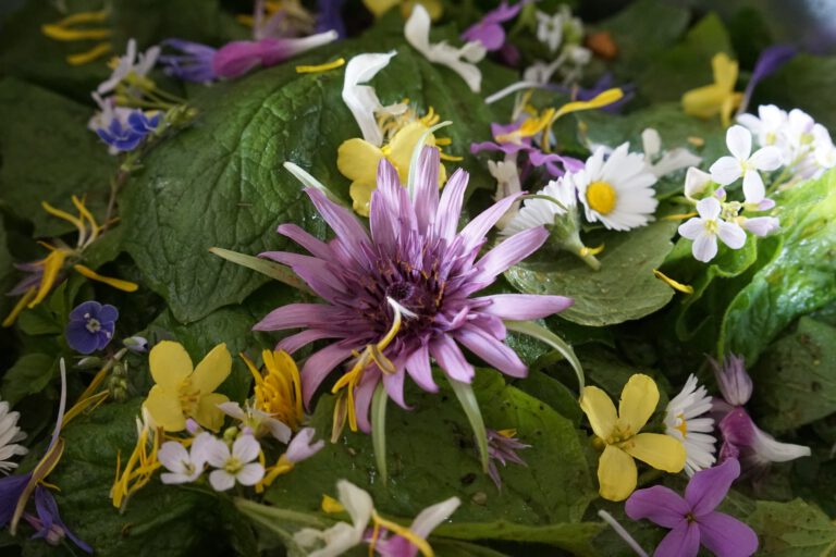 wild zubereitet - Wildpflanzenliebe